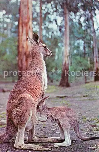 AK / Ansichtskarte Tiere Kangaroo and Joey Australia  Kat. Tiere