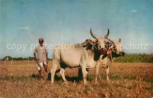 AK / Ansichtskarte Landwirtschaft Ochsen Indien Indian Farmer  Kat. Landwirtschaft