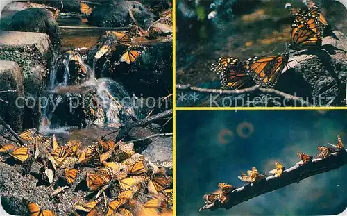 AK / Ansichtskarte Schmetterlinge Mariposa Monarca Mexico Michoacan  Kat. Tiere