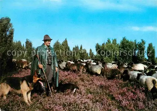 AK / Ansichtskarte Hirte Schoefer Heidschnucken Schaeferhund Lueneburger Heide  Kat. Landwirtschaft