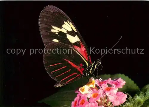 AK / Ansichtskarte Schmetterlinge Heliconius melpomene Papiliorama Tropical Garden  Kat. Tiere