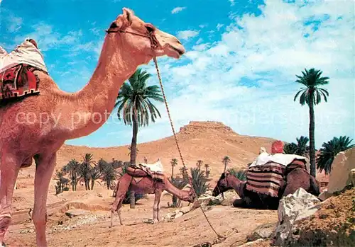 AK / Ansichtskarte Kamele Sud Tunisien Caravane au Repos Kat. Tiere