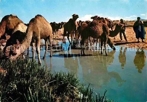 AK / Ansichtskarte Kamele Sud Tunisien Chameaux ont soif  Kat. Tiere