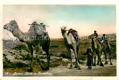 AK / Ansichtskarte Kamele Ancienne route a Bethleem  Kat. Tiere
