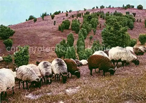 AK / Ansichtskarte Schafe Heidschnucken Lueneburger Heide Heidelandschaft Kat. Tiere