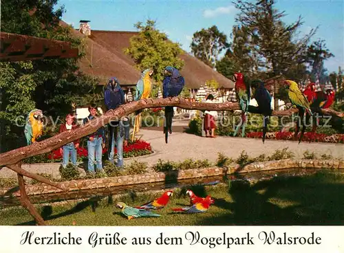 AK / Ansichtskarte Papagei Ara Freianlage Vogelpark Walsrode Kat. Tiere