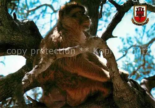 AK / Ansichtskarte Affen Gibraltar Rock Ape  Kat. Tiere