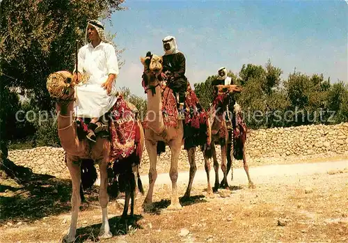 AK / Ansichtskarte Kamele Kamelreiter Chameaux Camels  Kat. Tiere