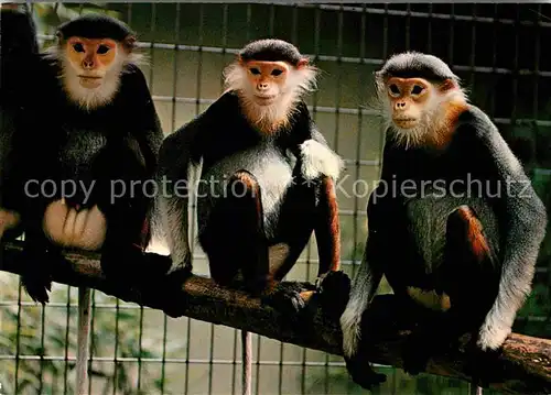 AK / Ansichtskarte Affen Kleideraffe Zoo Basel  Kat. Tiere