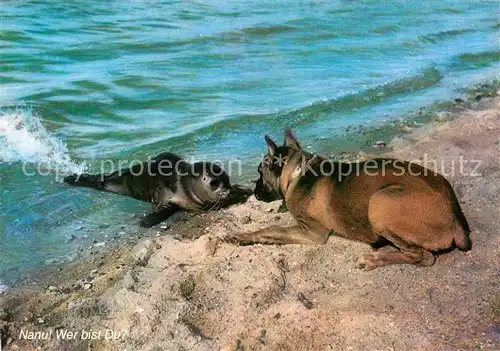 AK / Ansichtskarte Hunde Boxer Seehund Nordseestrand  Kat. Tiere
