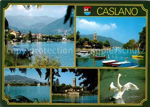 AK / Ansichtskarte Caslano Lago di Lugano Luganersee Alpen Kirche Schwan