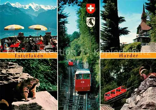 AK / Ansichtskarte Interlaken BE Harder Restauant Zahnradbahn Gemse Murmeltier Kat. Interlaken