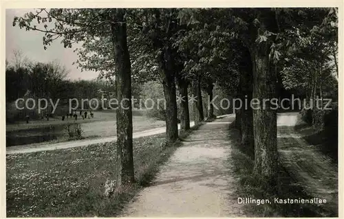 AK / Ansichtskarte Dillingen Donau Kastanienallee Kat. Dillingen a.d.Donau