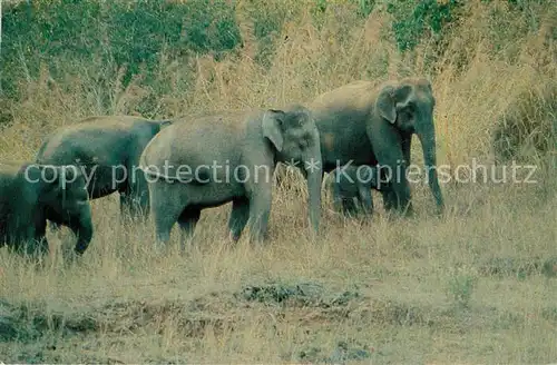 AK / Ansichtskarte Elefant Indian Elephants Periyar Tiger Reserve Kerala Kat. Tiere