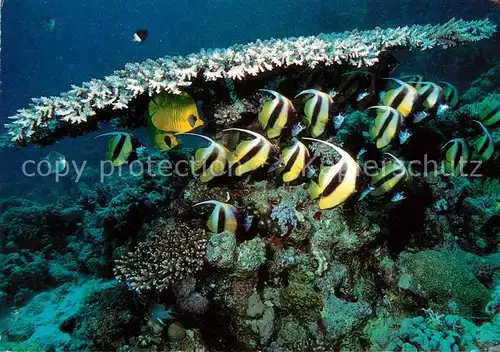 AK / Ansichtskarte Fische Antenna Angel Fish Coral World Eilat  Kat. Tiere