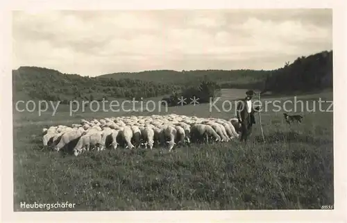 AK / Ansichtskarte Schafe Heubergschaefer  Kat. Tiere