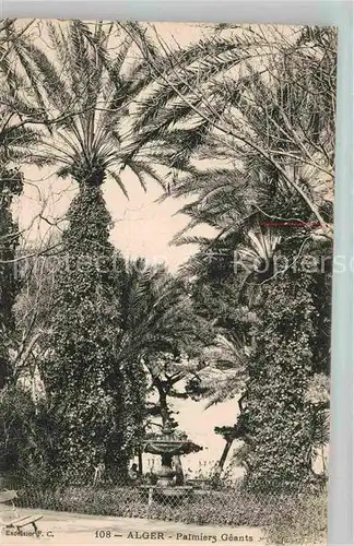 AK / Ansichtskarte Alger Algerien Palmiers Geantes