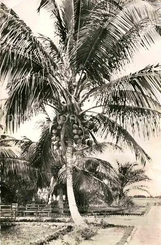 AK / Ansichtskarte Palmen Cocos et Cocotiers Kat. Pflanzen