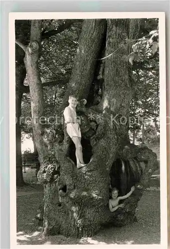 AK / Ansichtskarte Overveen De 400 jarige holle boom van Kraantje Lek Kat. Bloemendaal