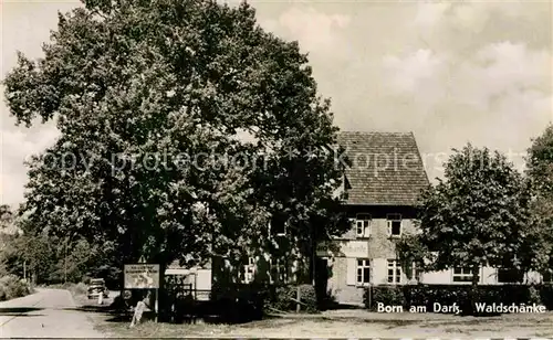 AK / Ansichtskarte Born Darss Waldschaenke Alter Baum Kat. Born Darss