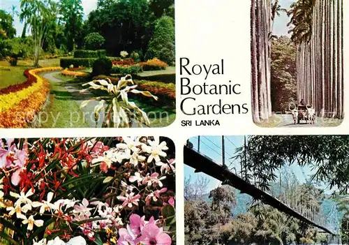 AK / Ansichtskarte Sri Lanka Royal Botanic Gardens Tropical Flora Botanischer Garten Kat. Sri Lanka