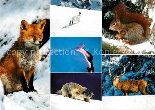 AK / Ansichtskarte Tiere Alpentiere Fuchs Murmeltiere Schneehase Eichhoernchen Hirsch  Kat. Tiere