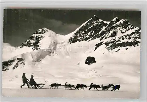 AK / Ansichtskarte Jungfraujoch Polarhunde Jungfrau Kat. Jungfrau