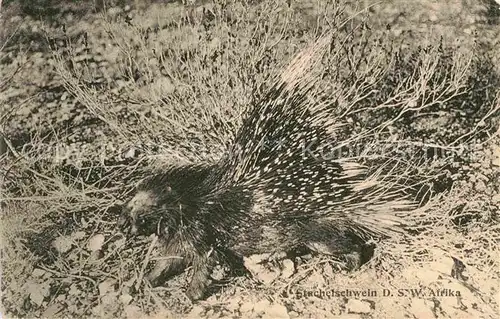 AK / Ansichtskarte Tiere Stachelschwein  Kat. Tiere