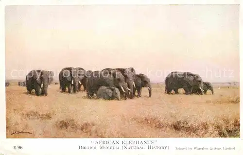 AK / Ansichtskarte Elefant African Elephants  Kat. Tiere