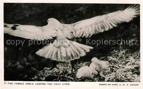 AK / Ansichtskarte Adler Female Eagle leaving the first Eyrie  Kat. Tiere