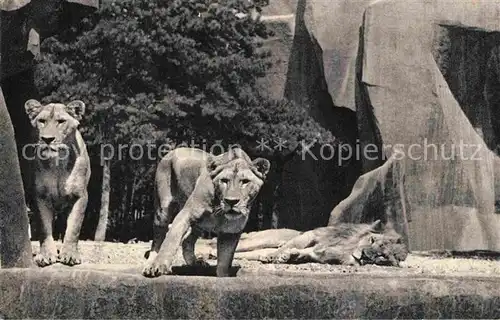 AK / Ansichtskarte Loewe Parc Zoologique du Bois de Vincennes Paris  Kat. Tiere