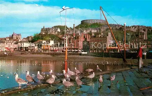 AK / Ansichtskarte Oban Harbour Hafen Moewen Kat. Argyll & the Islands LEC mainland