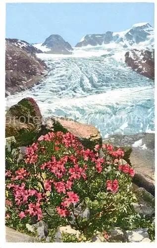 AK / Ansichtskarte Engadin GR Rhododendron hirsutum Almenrausch am Persgletscher Kat. St Moritz