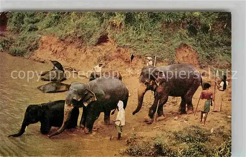 AK / Ansichtskarte Elefant Elephants bathing Kandy Sri Lanka  Kat. Tiere