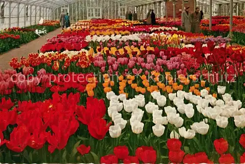 AK / Ansichtskarte Lisse Tulpenfeld Keukenhof Kat. Lisse