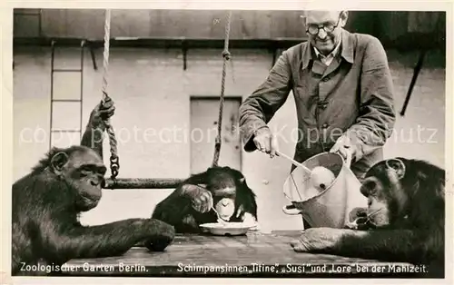 AK / Ansichtskarte Zoo Berlin Schimpansinnen Mahlzeit Zoowaerter  Kat. Tiere