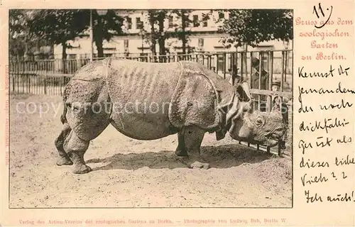 AK / Ansichtskarte Zoo Berlin Nashorn  Kat. Tiere