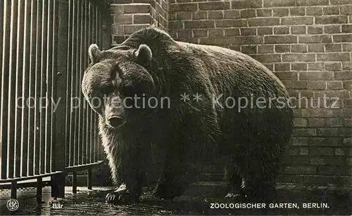 AK / Ansichtskarte Baeren Zoo Berlin  Kat. Tiere