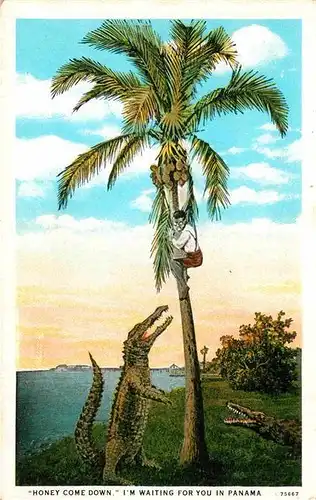 AK / Ansichtskarte Krokodile Kokospalme Panama Humor  Kat. Tiere