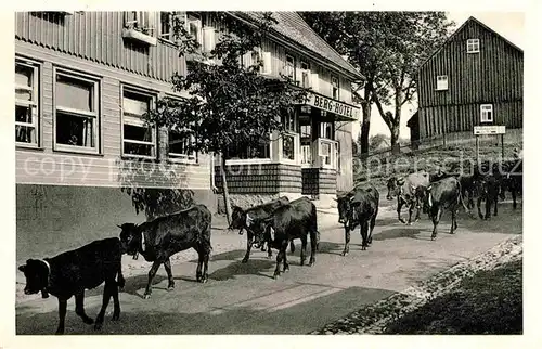 AK / Ansichtskarte Hohegeiss Harz Kuhherde Berghotel Kat. Braunlage