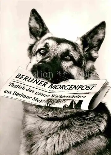 AK / Ansichtskarte Schaeferhunde Zeitung Berliner Morgenpost  Kat. Tiere