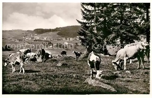 AK / Ansichtskarte Schoenwald Schwarzwald Panorama Kuhherde Kat. Schoenwald im Schwarzwald