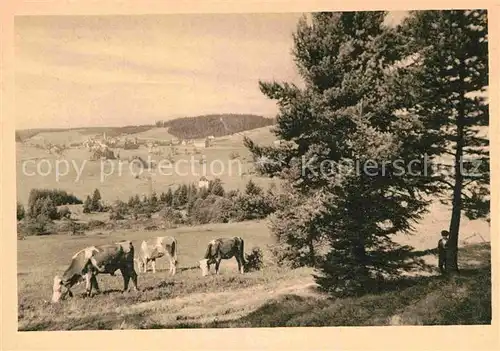 AK / Ansichtskarte Schoenwald Schwarzwald Panorama Viehweide Kat. Schoenwald im Schwarzwald