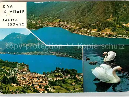 AK / Ansichtskarte Riva San Vitale Lago di Lugano Luganersee Schwaene Kat. Riva San Vitale
