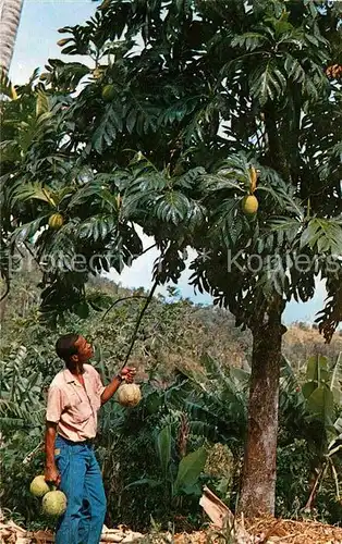 AK / Ansichtskarte Martinique Arbre a pain et ses fruits Kat. Martinique