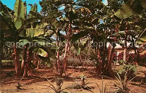 AK / Ansichtskarte Bananen Banana Trees Pineapple Grown Puerto Rico  Kat. Pflanzen