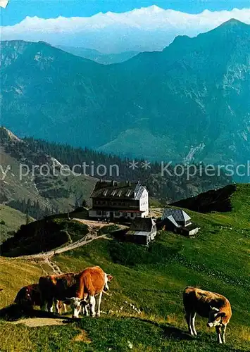 AK / Ansichtskarte Rotwandhaus Panorama Blick gegen Hohe Tauern Venediger Almvieh Kuehe Kat. Schliersee