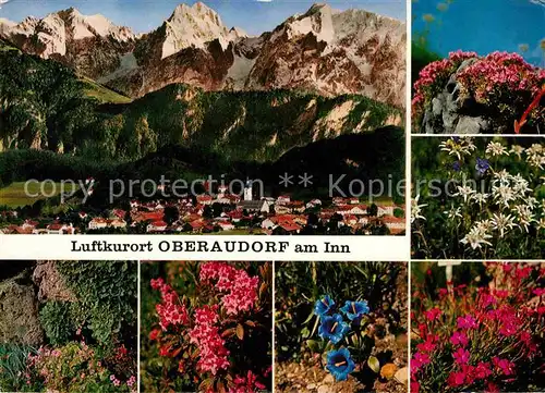 AK / Ansichtskarte Oberaudorf Inn Berge Enzian Edelweiss Azaleen