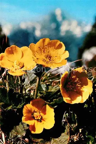 AK / Ansichtskarte Blumen Bergnelkenwurz  Kat. Pflanzen