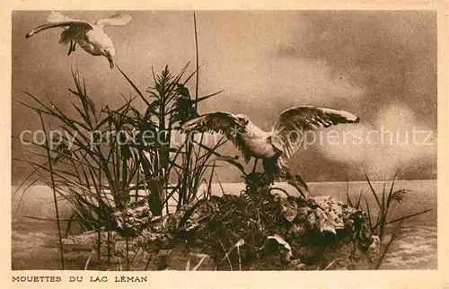 AK / Ansichtskarte Moewen Mouettes Lac Leman  Kat. Tiere